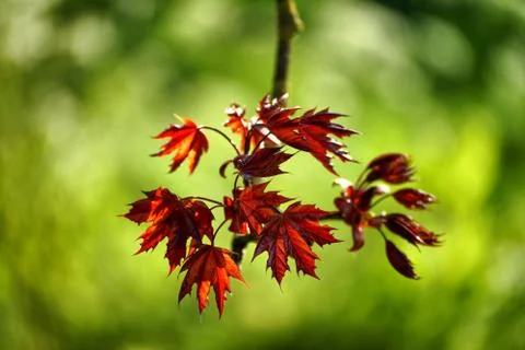 Red maple leaves Stock Photos