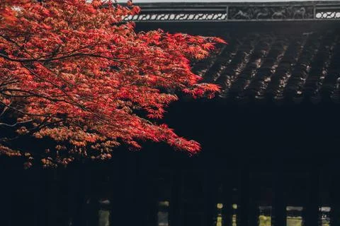 Red maple leaves Stock Photos