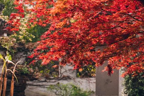 Red maple leaves Stock Photos