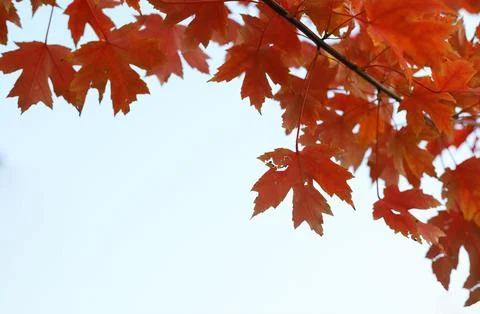 Red maple leaves Stock Photos