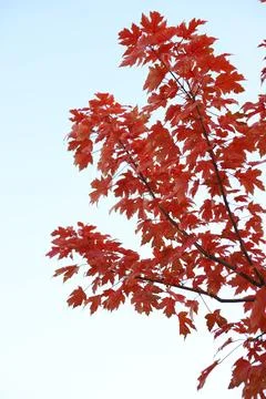 Red maple leaves Stock Photos