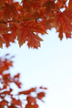 Red maple leaves Foto stock
