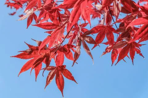 Red maple leaves Stock Photos