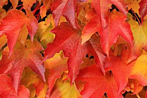 Red maple leaves Stock Photos