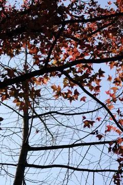 Red maple leaves on the red maple tree in late autumn Fotos de archivo