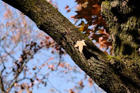 Red maple leaves on the red maple tree in late autumn Фото