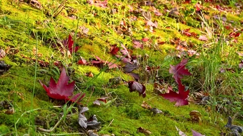 Red Maple Leaves Scattered On Green Mossy Forest Floor During Autumn Sunset Stock Footage 342323151