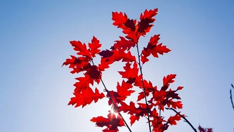 The red maple leaves shake the wind. Sun rays make their way through the autumn 스톡 동영상 82754628
