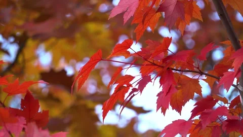 Red maple leaves shake on wind in autumn park. Natural background. Fall colors. Stock Footage 164153580