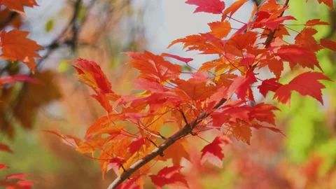 Red maple leaves shake on wind in autumn park. Natural background. Fall colors. Stock Footage 164153583