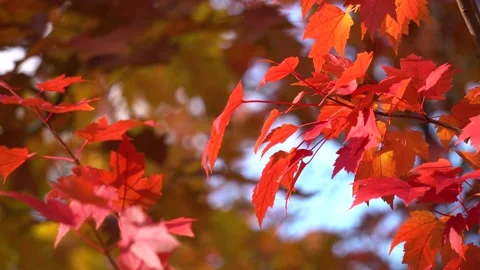Red maple leaves shake on wind in autumn park. Natural background. Fall colors. Stock Footage 164153596