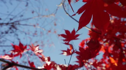 Red maple leaves shaking in bright bokeh background during autumn in Japan Stock Footage 146109244