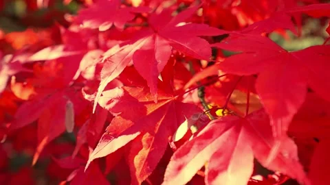 Red maple leaves shaking in bright bokeh background during autumn in Japan Video stock 146109659