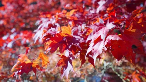 Red maple leaves shaking in bright bokeh background during autumn in Japan Stock Footage 146109728