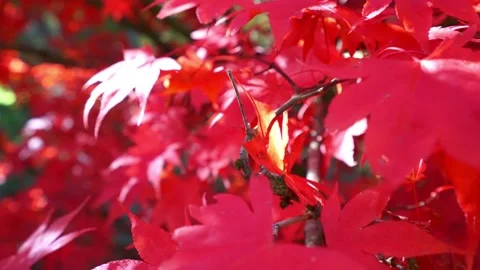 Red maple leaves shaking in bright bokeh background during autumn in Japan Stock Footage 146109839