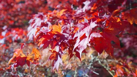 Red maple leaves shaking in bright bokeh background during autumn in Japan Stock Footage 146109923