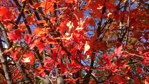 Red maple leaves shaking during a New England autumn Video stock 221102671