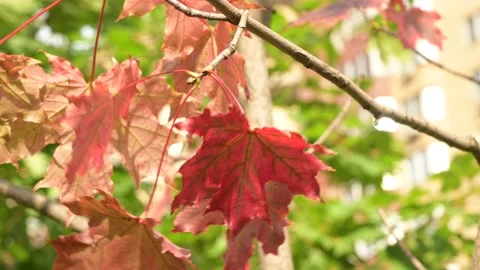 Red maple leaves shaking on the wind Видео 154635749