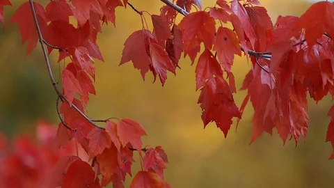 Red Maple Leaves with Shallow Depth of Field Stock Footage 118040310