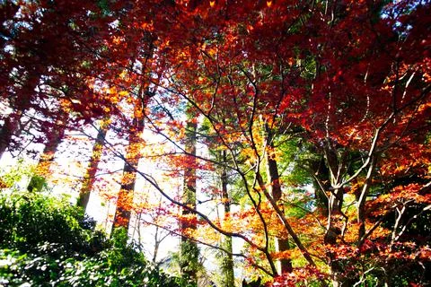 Red maple leaves shined with sunlight in autumn time in Hakone, Japan. Stock-Fotos