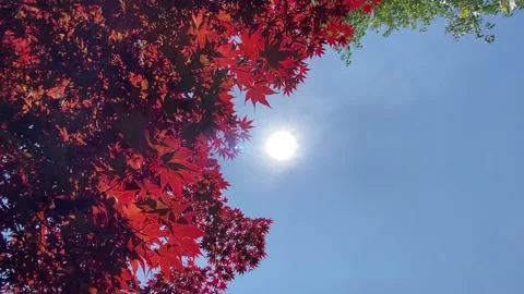 Red maple leaves softly blowing in the wind Stock Footage 311408513
