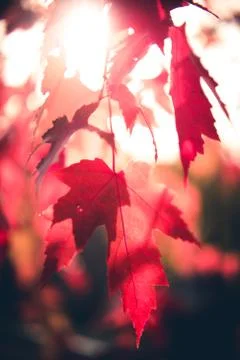 Red maple leaves in sunlight. Stock Photos