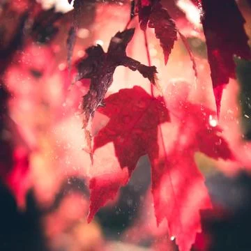 Red maple leaves in sunset. Foto stock