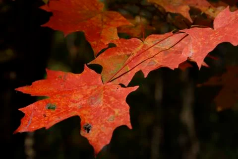 Red Maple Leaves in sunshine Stock Photos