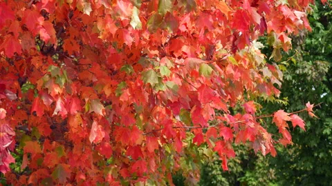 Red Maple Leaves Sway in Slow Motion with Green Backdrop Video stock 329403640