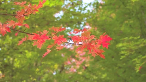 Red Maple Leaves Swaying on a Branch in an Autumn Forest Stock Footage 342227097