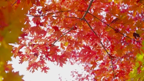 Red Maple Leaves Swaying in Gentle Autumn Breeze Stock Footage 342009548