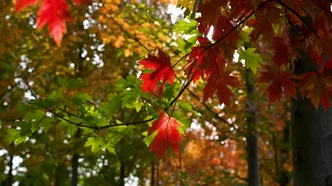 Red maple leaves swaying in the sunlight in autumn 動画素材 342323137