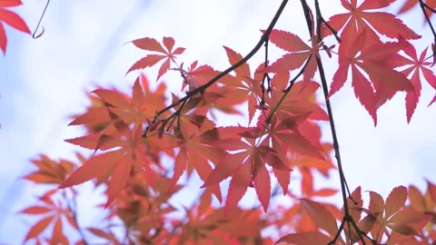 Red Maple Leaves Swaying on Tree Branches During Autumn Season 動画素材 342227208