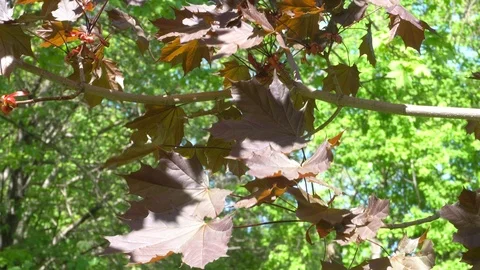 Red maple leaves swaying in the wind. 4K Stock Footage 89970509