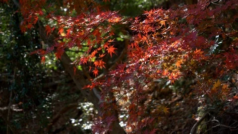 Red Maple Leaves Swaying in the Wind 스톡 동영상 99731335