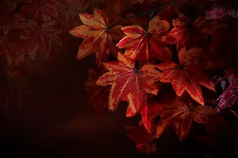 Red maple leaves on tree branch with red blurry background Stock-Fotos