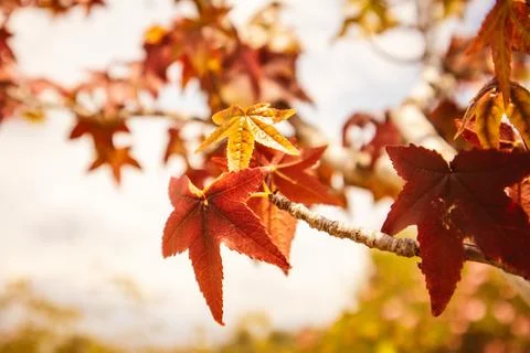 Red maple leaves on tree branch in an autumn park against blue sky. Canada Day. Stock Photos