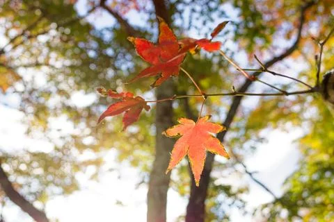 Red maple leaves on tree branch with bright autumn bokeh Stock Photos