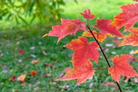 Red maple leaves on tree branches in autumn park. Stock Photos