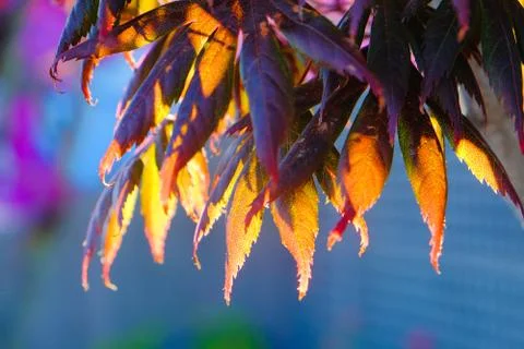 Red maple leaves on the tree during morning, Christchurch, New Zealand's Sout Stock Photos