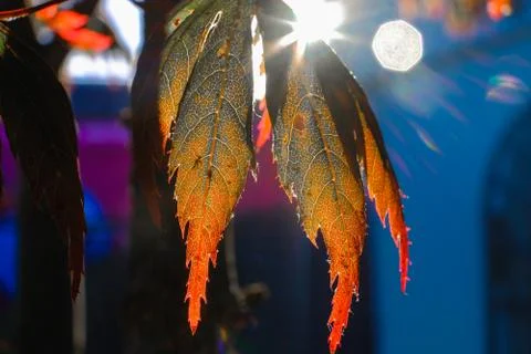 Red maple leaves on the tree during morning, Christchurch, New Zealand's Sout Stock Photos
