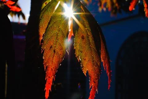 Red maple leaves on the tree during morning, Christchurch, New Zealand's Sout Stock Photos