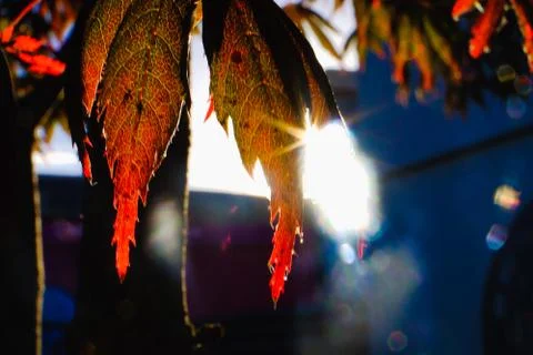 Red maple leaves on the tree during morning, Christchurch, New Zealand's Sout Stock Photos