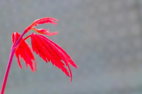 Red maple leaves on the tree during morning, Christchurch, New Zealand's Sout Foto stock
