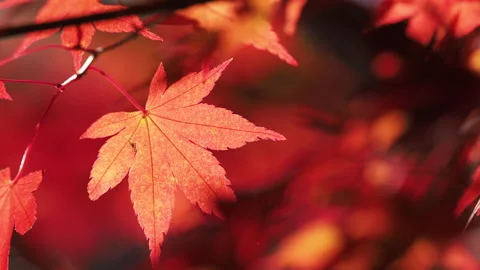 Red maple leaves on a tree swaying in wind in autumn or fall, Nature or outdoor Stock Footage 156940103