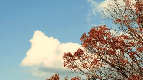 Red maple leaves on a tree swaying in wind in autumn or fall, Nature or outdoor Stock Footage 157029492