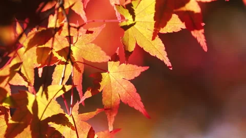 Red maple leaves on a tree swaying in wind in autumn or fall, Nature or outdoor Stock Footage 157029779