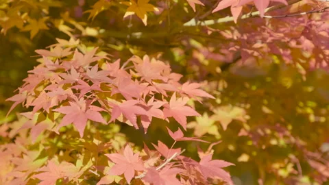 Red maple leaves on a tree swaying in wind in autumn or fall, Nature or outdoor Stock Footage 157405766