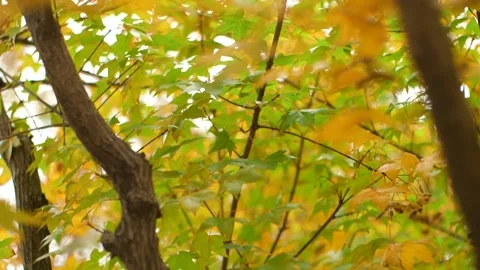 Red Maple Leaves Under Autumn Light Closeup Stock Footage 320927797