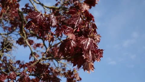 Red maple leaves waving on wind Stock Footage 130416183